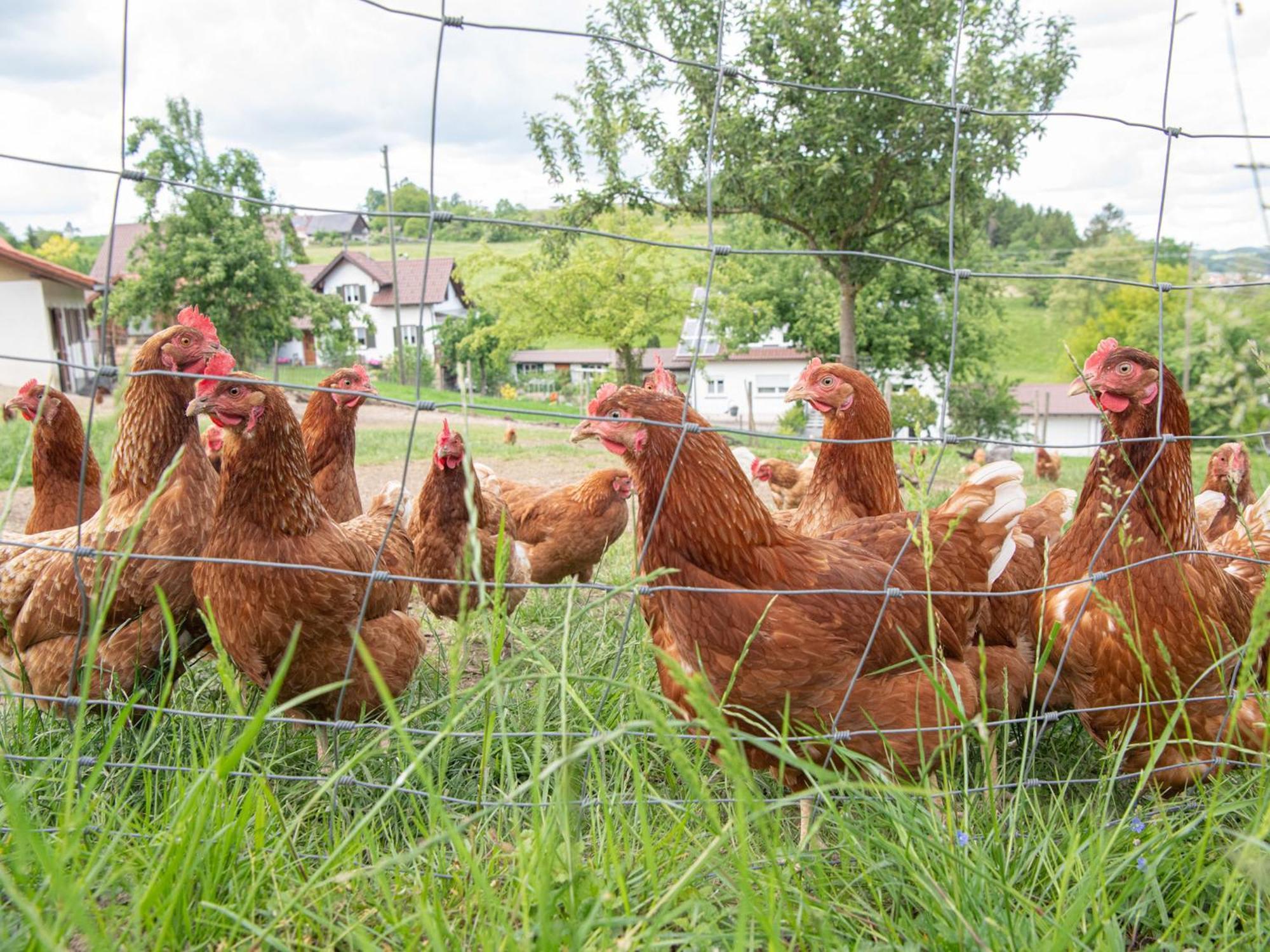 Ferienhof Biegger Tettnang Luaran gambar